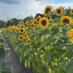 2026 - 6 Months - Monthly Subscription of beautiful farmhand arranged bouquets